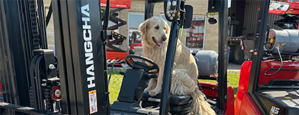 Louis the HAGA HD dog sits in a forklift seat.